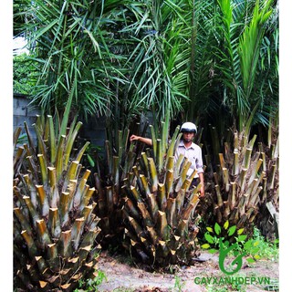 Cây cọ giống