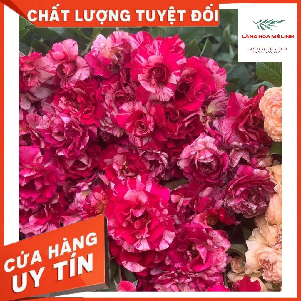 Cây Hoa Hồng Ngoại Rễ Trần -[ 🌹🌹GÍA SIÊU RẺ🌹🌹 ]🎋🎋🎋-  Nhiều Màu Đẹp, Cây Khỏe.🎋🎋🎋