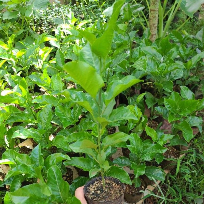 Cây Chanh dây Vàng ngọt .
