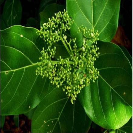 CÂY LÁ GAN KHÔ 1KG