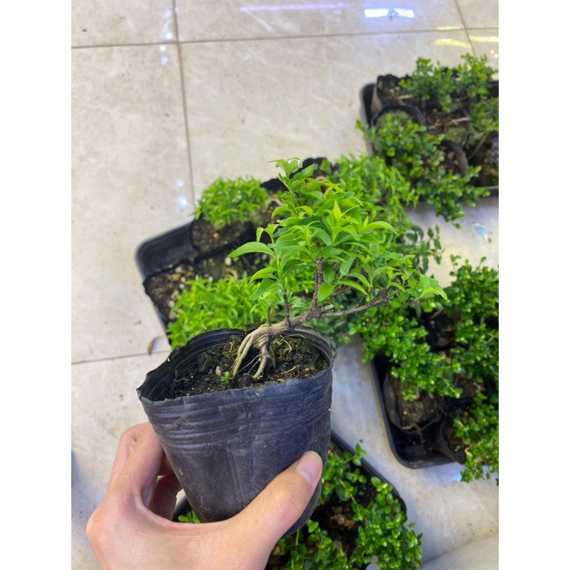 bon sai mini mai chiếu thuỷ -kim thanh mai, hoa trắng, dáng đứng hoặc nghiêng