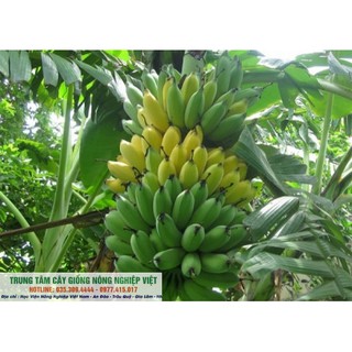 Cây giống chuối tây- chuối sứ
