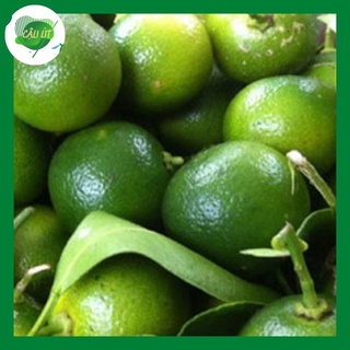 Trái tắc tươi ngon 200gr