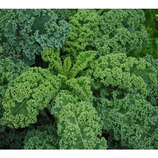 Shop 1k - Hạt Giống Cải Xoăn Kale Crazy Mix  -