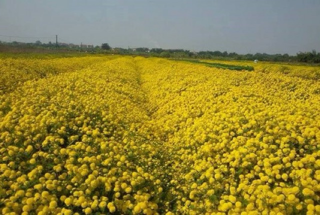 [Mã 267FMCGSALE giảm 8% đơn 500K] Trà hoa cúc vàng (hoàng cúc) khô 100g | BigBuy360 - bigbuy360.vn