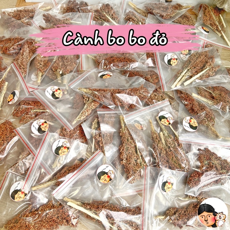 Cành nguyên hạt bo bo đỏ cho Hamster