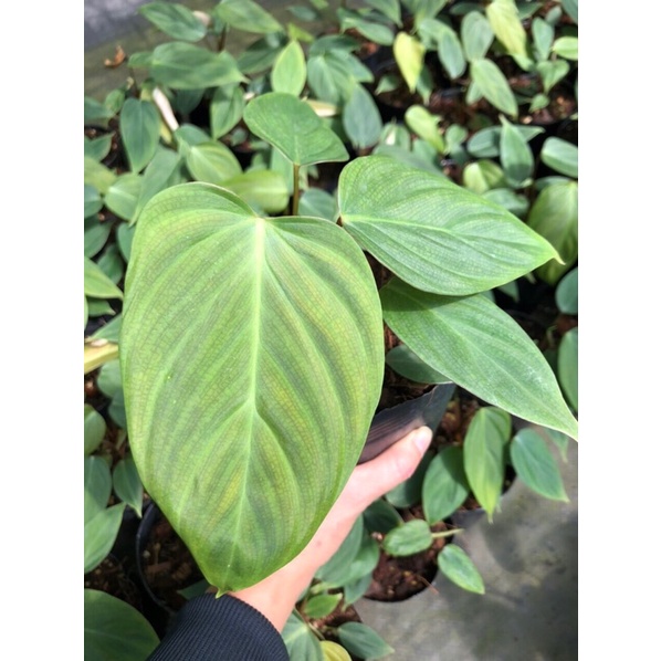 Philodendron Fuzzy petiole