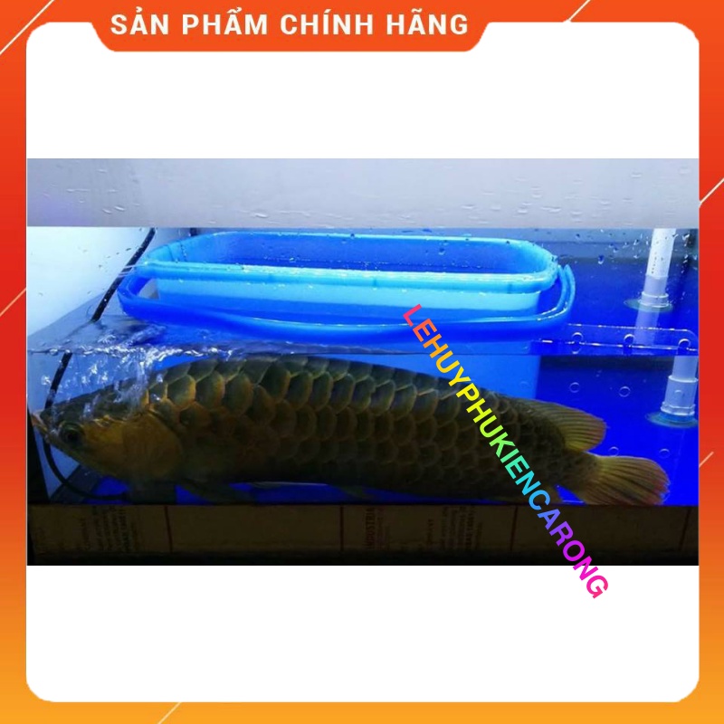 Aqua H Chống Sốc và Cấp Cứu Khẩn Cấp Cho Cá Rồng Hàng Chính Hãng Thái Lan