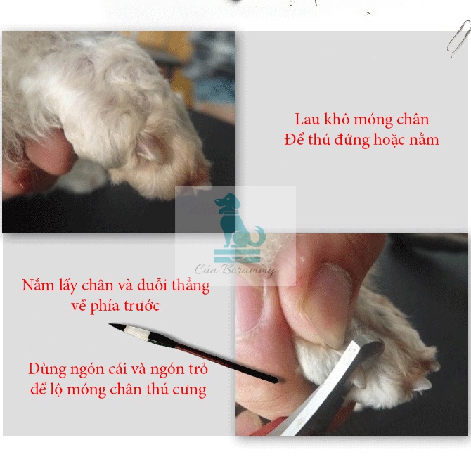 [Mã PET50K giảm Giảm 10% - Tối đa 50K đơn từ 250K] Cắt móng cho chó mèo