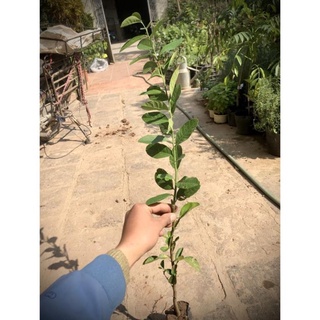 Cây giống Chanh Vàng Mỹ