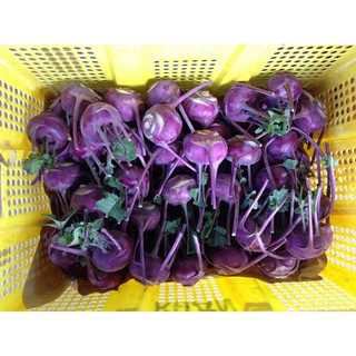 Hạt Giống Su Hào Tím