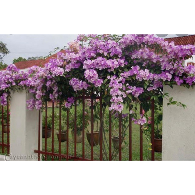 Caykiengsadec - Cây lan tỏi đuổi rắn trồng hàng rào