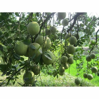 cây giống bưởi da xanh