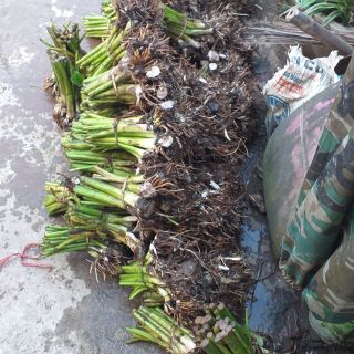 200 cây giống ngó khoai không ngứa