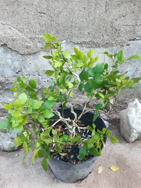 Cây nguyệt quế bonsai mini siêu bông