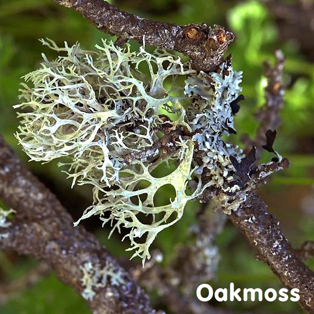 (Absolute) Tinh dầu rêu sồi tuyệt đối Oakmoss Essential Oil
