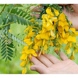 Hạt giống hoa Bông điên điển Kèm quà tặng và hướng dẫn ươm trồng
