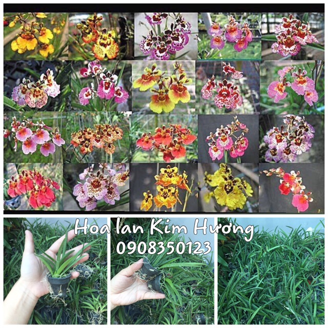 Combo 5 cốc phong lan vũ nữ bút chì