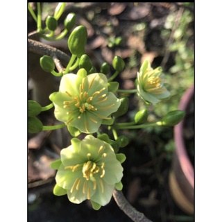 Cây mai vàng ghép giống thanh mai (hoa mai màu trắng xanh) ghép gốc mai vàng gốc quái