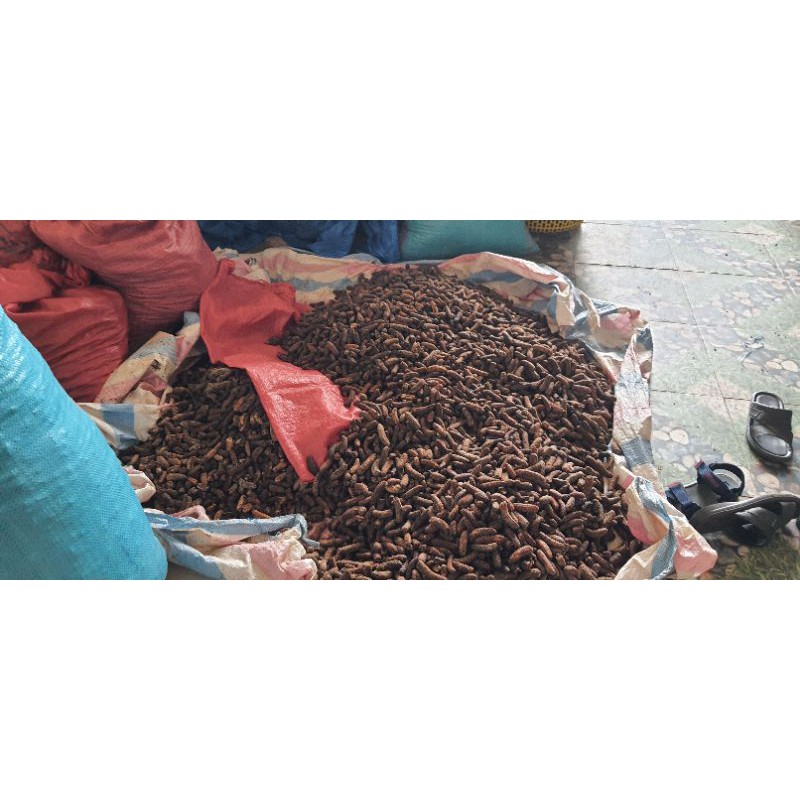 Chuối hột rừng tây nguyên hàng Kon Tum sấy chất lượng đóng túi hút chân không