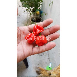 Hạt giống ớt siêu cay Carolina