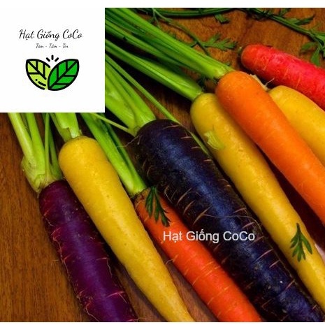 Hạt Giống Cà Rốt Mix Nhiều Màu Gói 40 Hạt