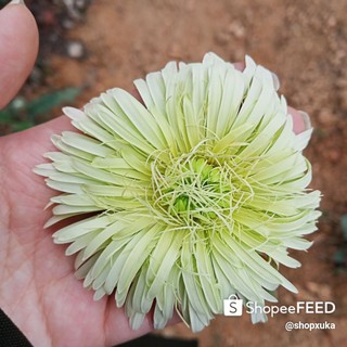 Hoa đồng tiền cổ thái lan