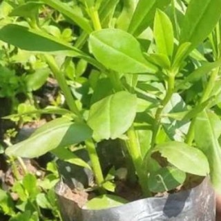 20 Hạt Giống Sâm Đất ( Thổ Sâm ) - (Talinum.Crassifolium,Willd)