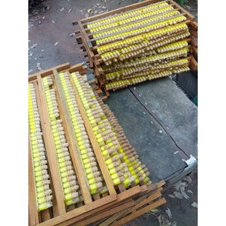 SỮA ONG CHÚA TƯƠI 100GR