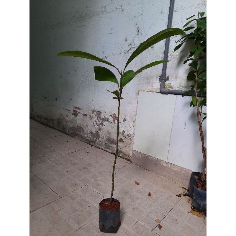 Cây quế - cây giống cao khoảng 40cm