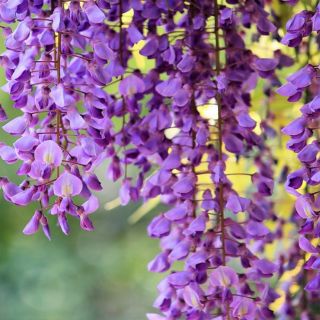 Cây giống hoa tử đằng leo