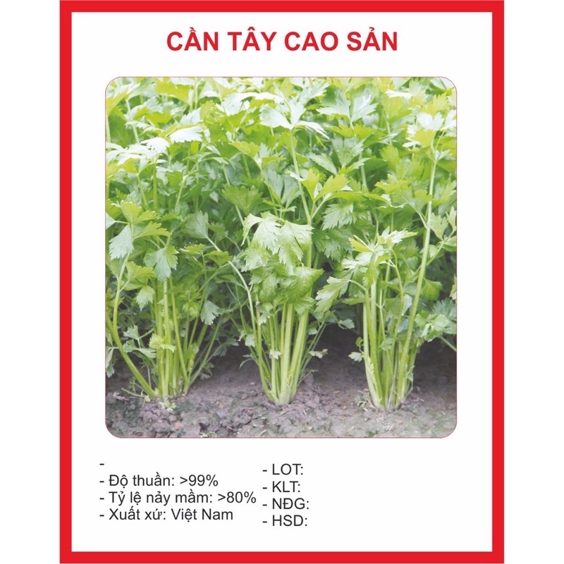 Hạt giống Cần Tây 2gr