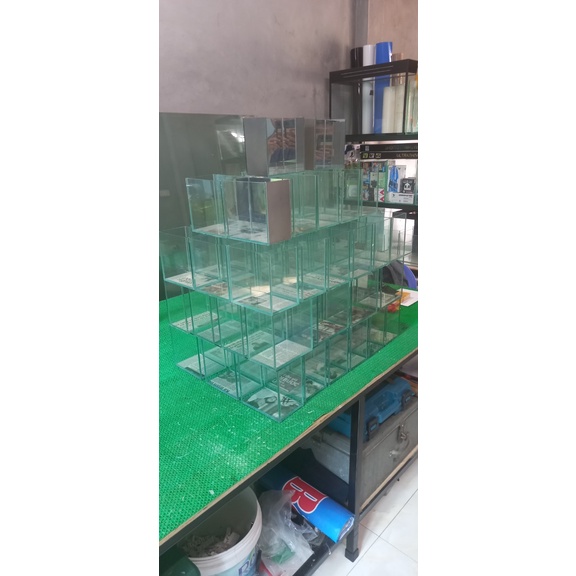 Bể Cá Betta, Guppy