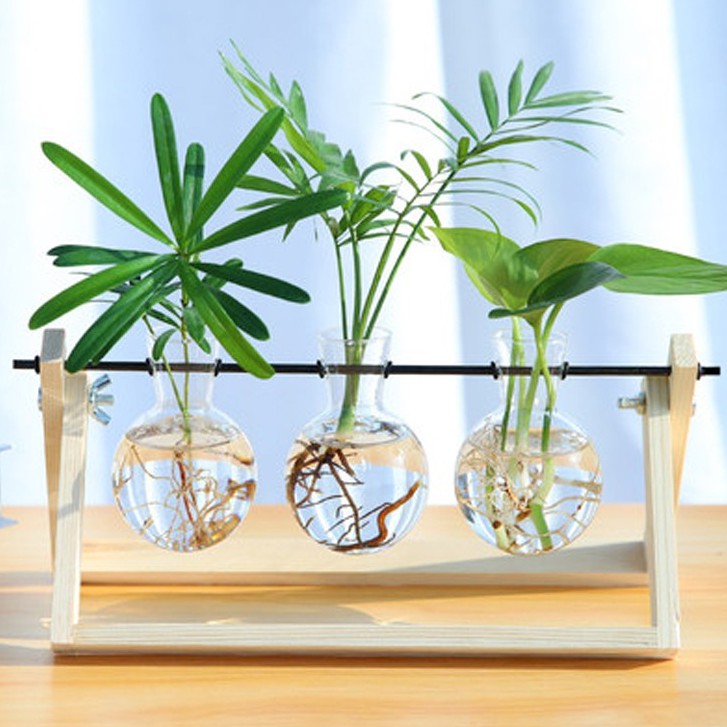 Chậu trồng cây cảnh mini bằng gỗ và thủy tinh để trên bàn làm việc và phòng khách
