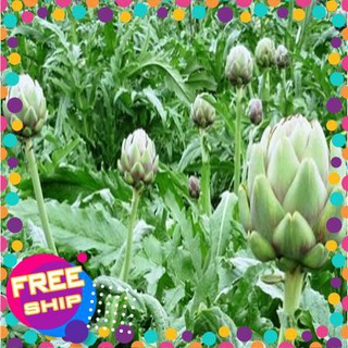 4 Hạt giống Atiso xanh (tặng gói Kích nẩy mầm và Hướng dẫn) TRỢ GIÁ KHUẾN MẠI TẾT