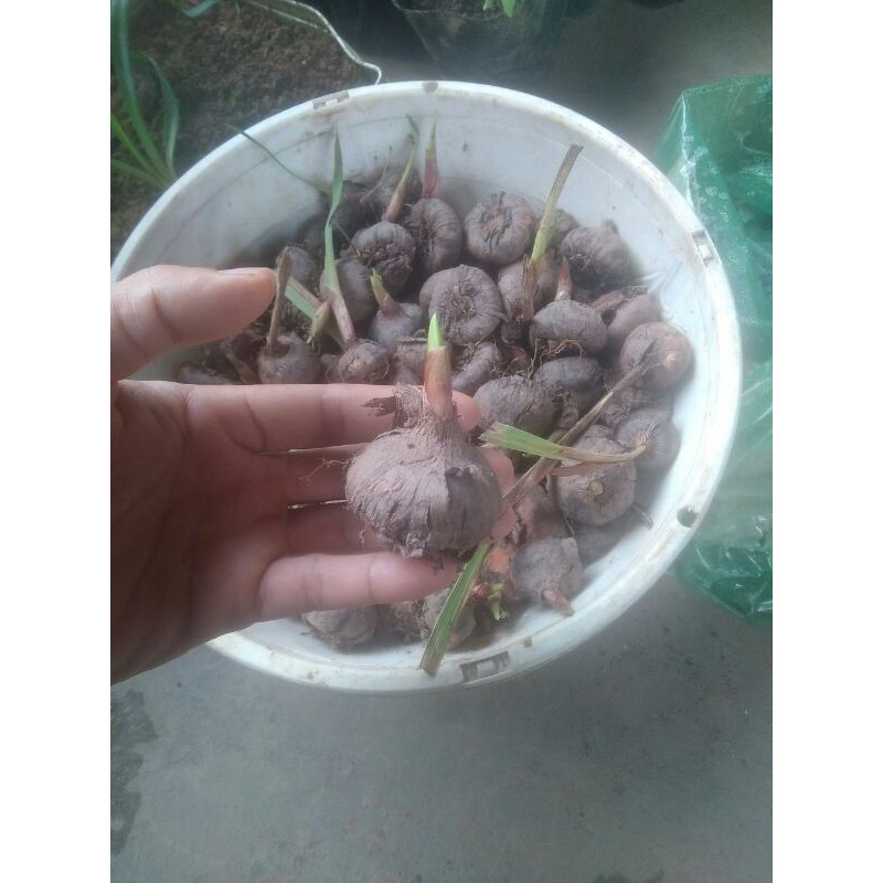củ lay ơn giống