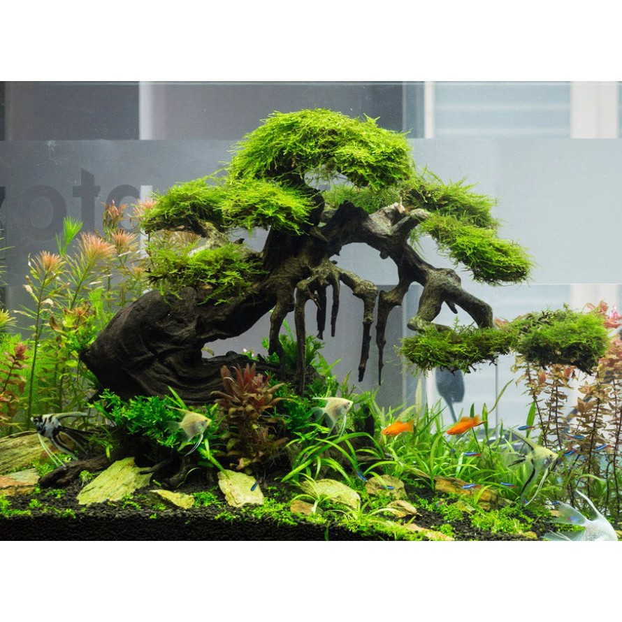 Lũa Xương Chùm 50Gr - Dùng Làm Tán Bonsai Trong Bể Thủy Sinh