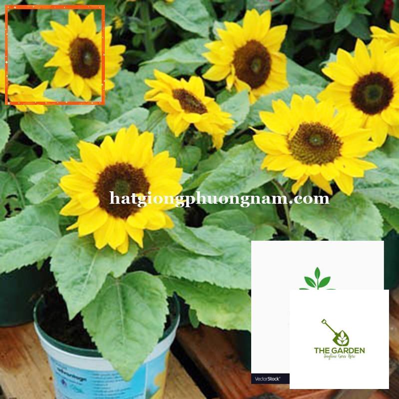 30H - HẠT GIỐNG HOA HƯỚNG DƯƠNG LÙN Hạt Giống Nông Trại Xanh THE GARDEN