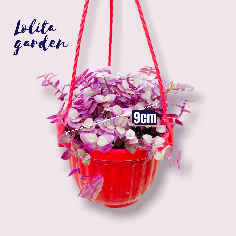 Cỏ pink lady chậu treo Đà Lạt size 9cm cây cảnh trang trí nhà cửa Lolita garden