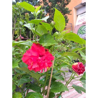 Hoa dâm bụt Thái đỏ nhung cánh kép