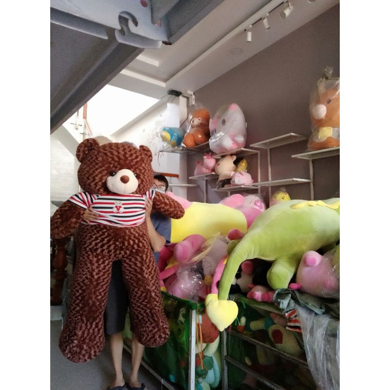 Gấu Teddy size 1m7 Mập ú, chân ngắn như hình