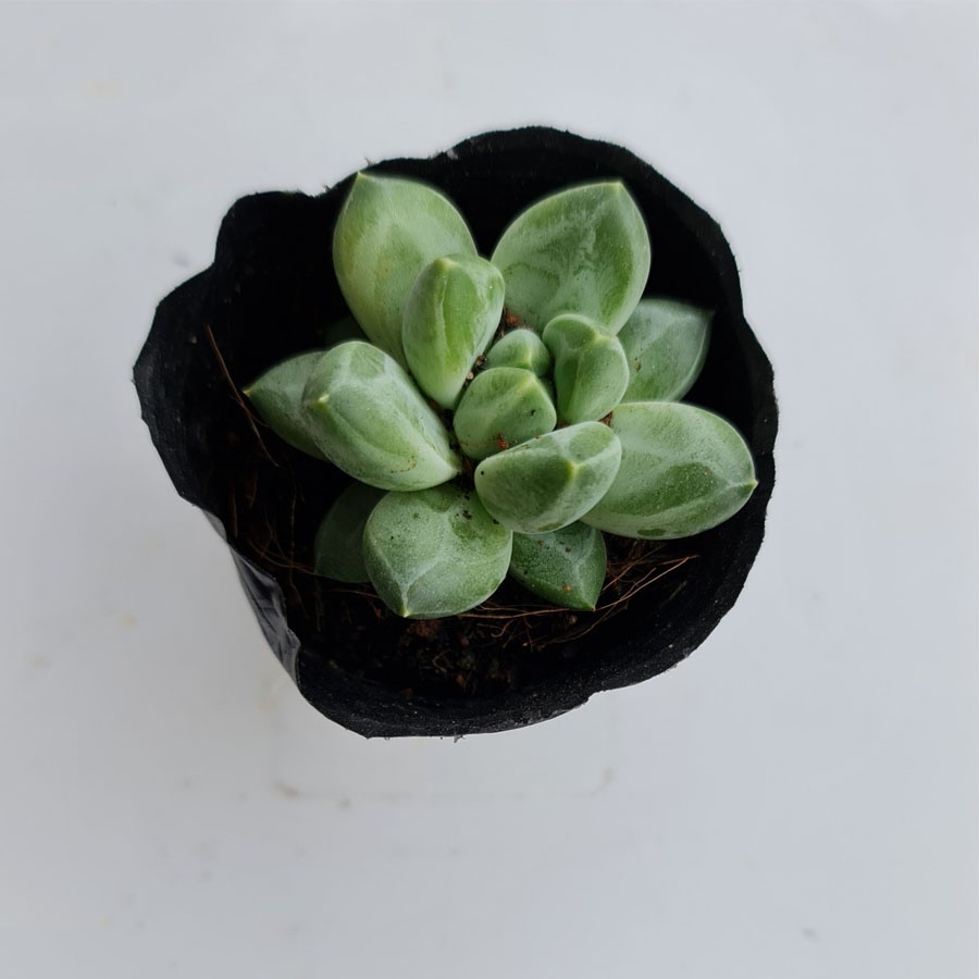 SEN ĐÁ BẦU SIZE 5-7CM - GIAO NGẪU NHIÊN