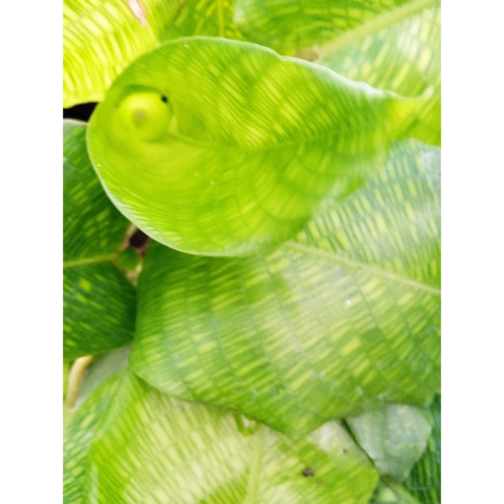 Calathea Musaica – Đuôi công Network Musaica