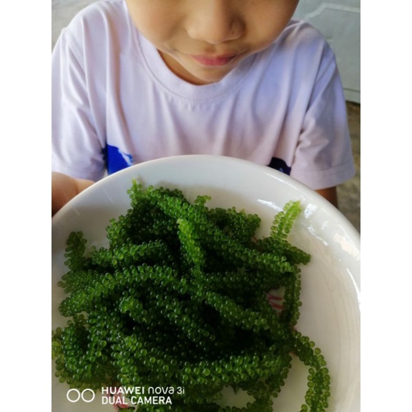 (Rẻ vô địch)3kg rong nho tách nước Nha Trang _khánh Hòa chất lượng, giá cạnh tranhfreeship