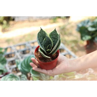 Cây lưỡi hổ mini để bàn