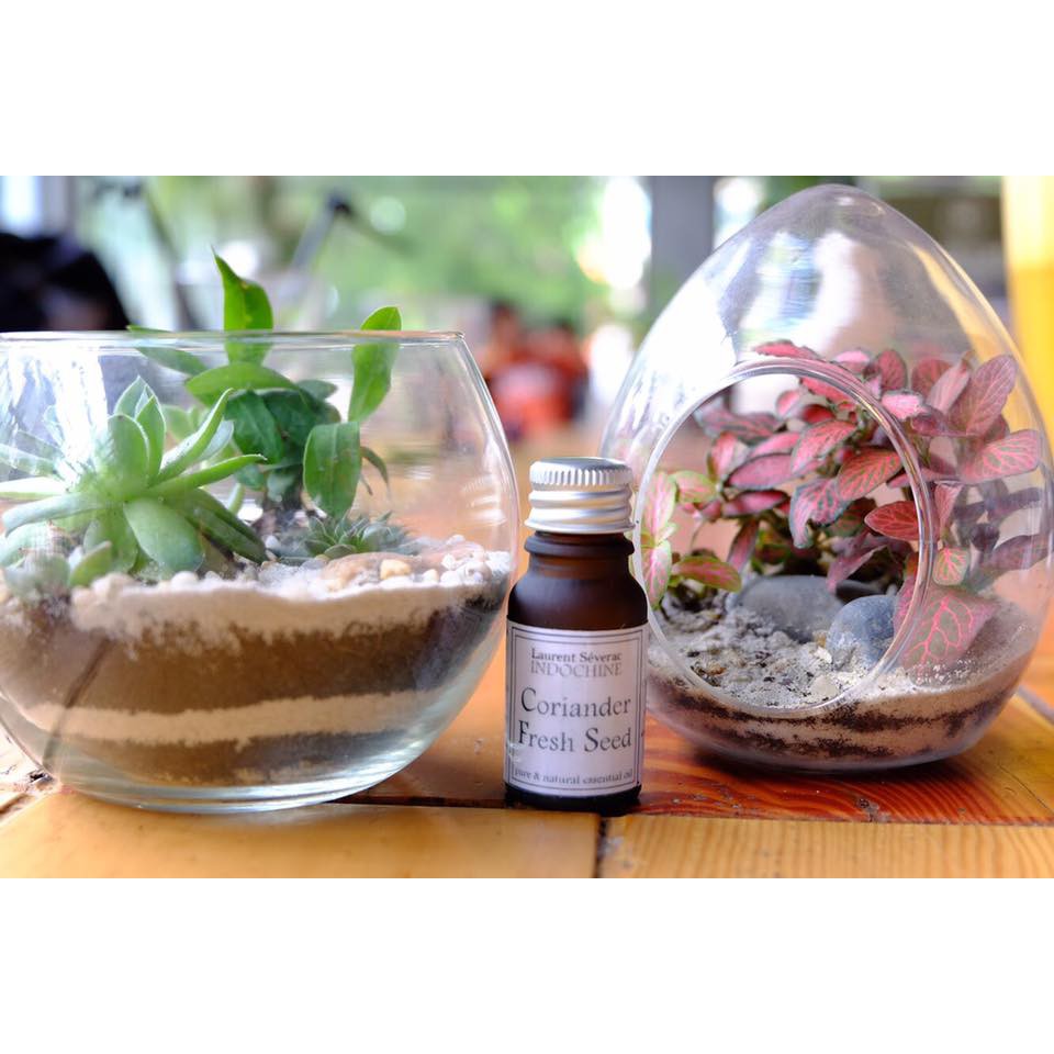 Tinh dầu hạt mùi tươi nguyên chất Laurent Séverac 10ml - Coriander fresh seed | BigBuy360 - bigbuy360.vn