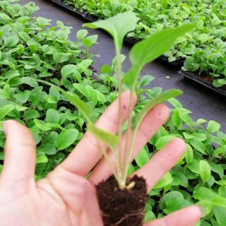 Cây giống đồng tiền cao mix màu 7k