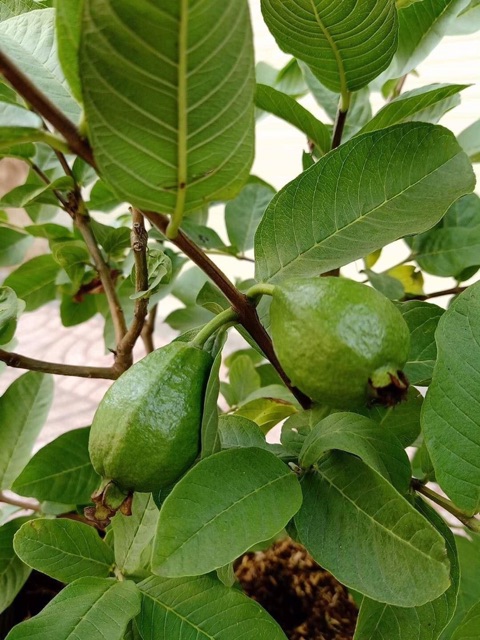 Cây ổi lê đang trái