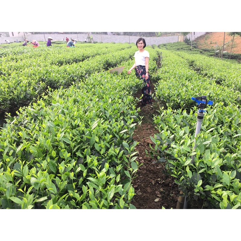 Trà hộp tròn Tân Cương Thái Nguyên Đệ Nhất Danh Trà loại đặc biệt thơm ngọt hậu( trà sạch 100%) - trà xanh tân cương