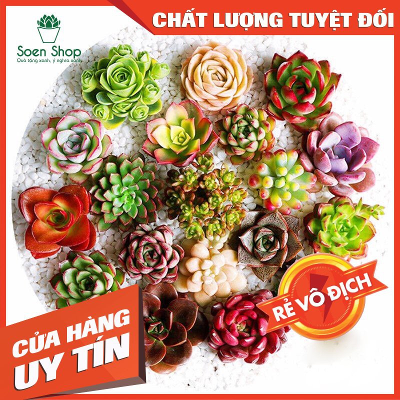 COMBO 10 loại sen đá mini mix ngẫu nghiên không trùng ( Nhập SOENLIFE5 để được giảm 10k hóa đơn 60k) soen shop